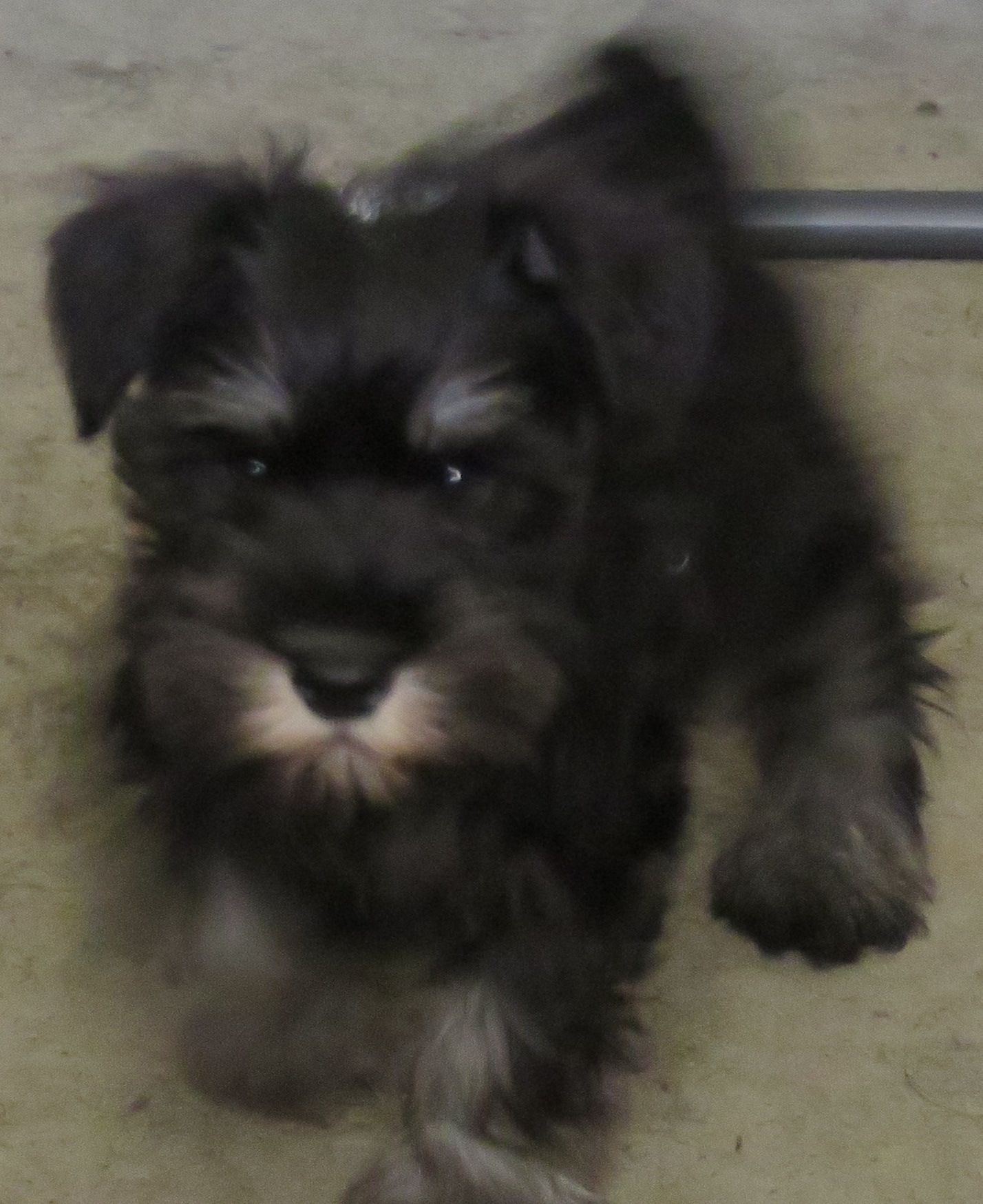 Scout3 Miniature Schnauzer